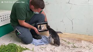 Pinguim solitário assiste a série de televisão “Pingu” para se divertir