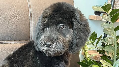 LABRADOODLE PUPPY GROOM.