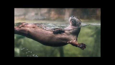 Interesting facts about North American river otter by weird square
