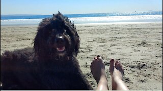 Coronado Dog Beach with Brie dog