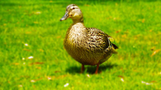 Duck and nature lovers