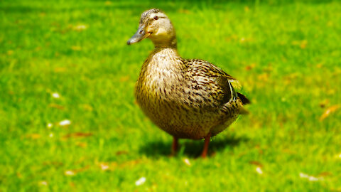 Duck and nature lovers