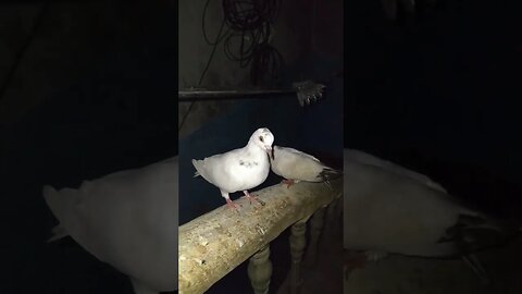 pigeon #trending #pigeon #shortvideo