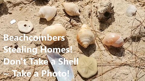 Island Life Watch, Clock? Tide! Thailand: Beachcombing: Take photos; Don't take the shells or coral!