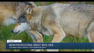 360: Reintroducing gray wolves in Colorado