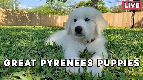 Great Pyrenees Puppy Livestream - More puppies are going home! 😭