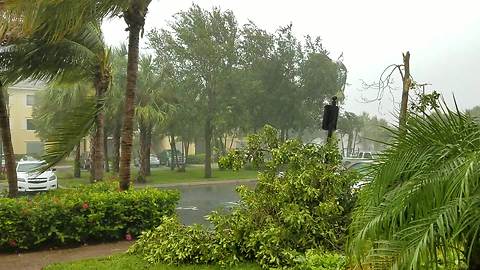 Hurricane Irma snaps tree in half in Jupiter, Florida