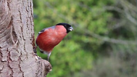 A bird Cut Wood