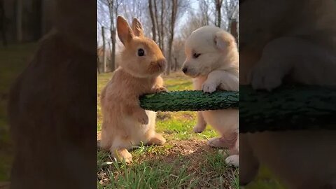 "Watch This | Cutest Animals You've Ever Seen!" #nashvi #animals #cute