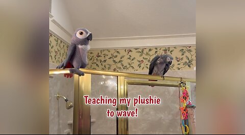 Einstein parrot teaches his plush toy how to wave
