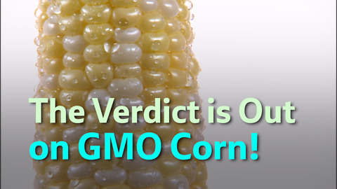 The Verdict is Out on GMO Corn!
