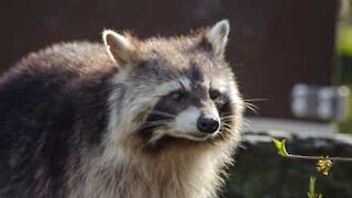 Anxious bird gets in a flap trying to irritate raccoon