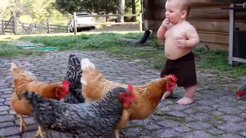 Rooster Angry Attack Child-