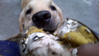 Cute labrador don't want to leave the ball after changing the ball's face