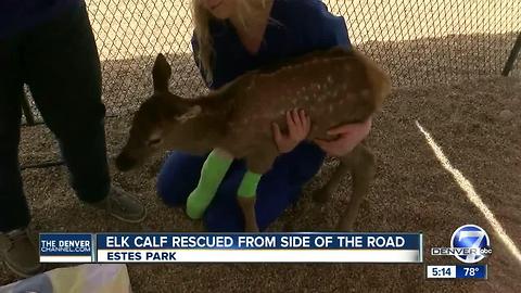 2-week-old elk calf rescued in Estes Park