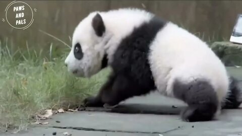 Funny baby pandas | Baby panda falling