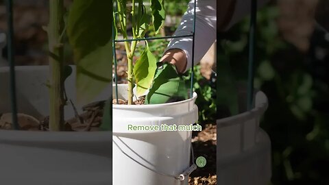 Bucket Garden Soil Refresh #containergardening