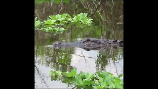 alligator