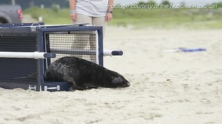 Abandoned seal back in the wild after being rehabbed by the National Aquarium