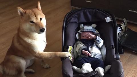 Shiba Inu gently rocks baby to sleep