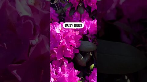 🐝 Our rhododendron was BUZZING this morning. #natureshorts #outdoors #reels #bees #WilderNest