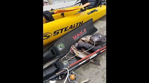 Spearfishing Carmel for Rockfish and Exploring The Kelp Beds