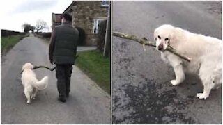 Cagnolina vuole portare un ramo a casa, ma è enorme!