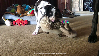 9 Week Old Great Dane Puppy has Funny Playful Growl