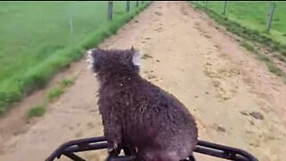Træt koalabjørn får et lift på en motorcykel
