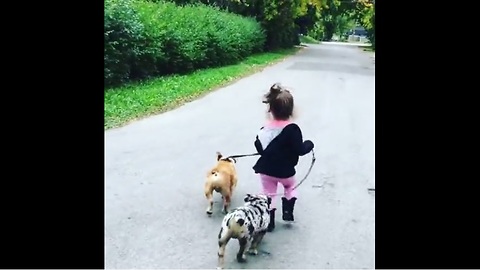 Little girl preciously walks pair of dogs