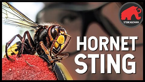 STUNG BY A GIANT HORNET (IN SLOW-MO)
