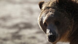 New Endangered Species Act Rules Could Threaten Grizzlies, Monarchs