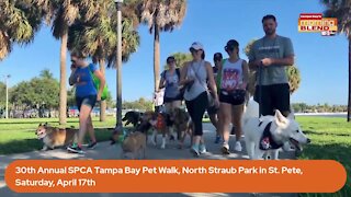 SPCA Annual Tampa Bay Pet Walk | Morning Blend