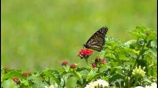 Golf courses trying to protect monarch butterflies