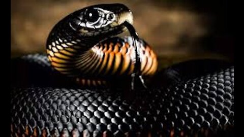 Great Two black snakes during mating