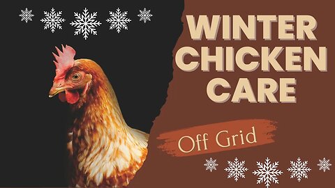 Chickens in Negative Temps! (No Heat Lamp) | How To Care For Chickens In Winter