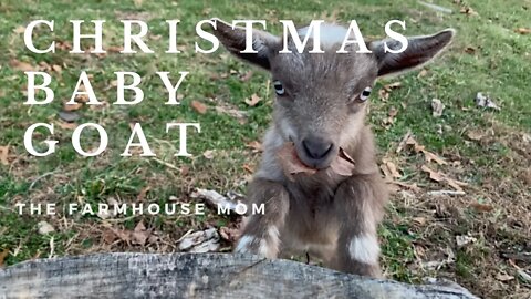 Christmas Baby Goat