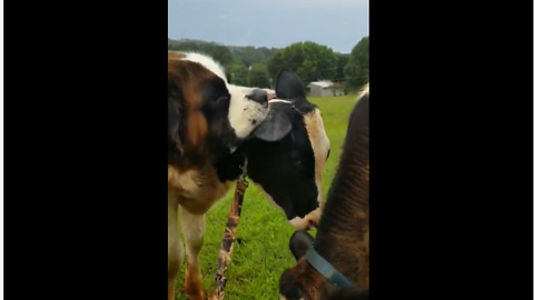 Gentle farm dog lovingly kisses calf