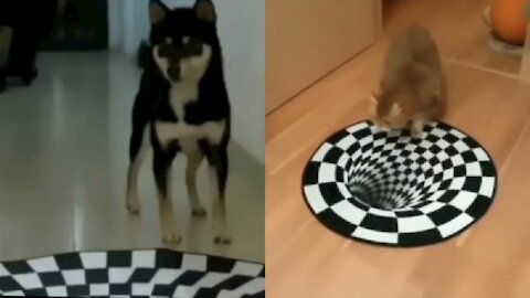 Cats vs Dogs in Funny illusions on their path