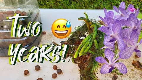 Vanda Repotting Success 💪🏼 From Fickle Roots to Flourishing Growth in Semi Hydro! #ninjaorchids