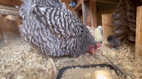 Mother Hen Feeds Her Babies!