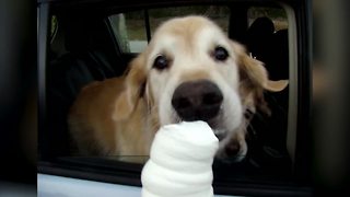 Sweet Golden Retrievers Share Ice Cream