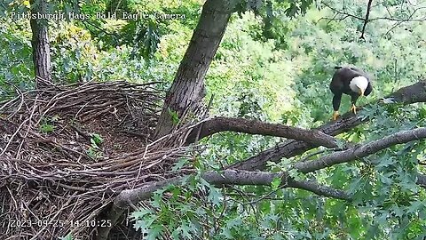 Hays Eagles- Two adult eagles come to the nest; Mom & Dad or Visitors? Part 1 9-25-23 14:10