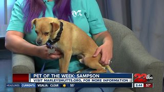 Pet of the Week: Two-year-old chihuahua pug mix Samson