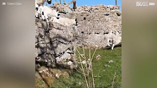 Admirez ces agneaux sauter un muret au ralenti