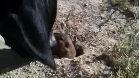 Gentle Dog Just Wants To Make Friends With Curious Gopher