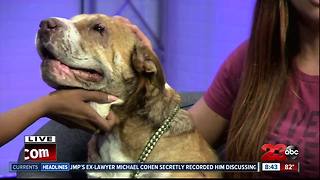 Meet our 23ABC Pet of the Week, Belle!