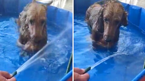 Little Sausage Dog Is Totally Obsessed With The Water Hose