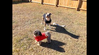 Chewbacca meets Cyrus, the worlds gentlest pit bull!