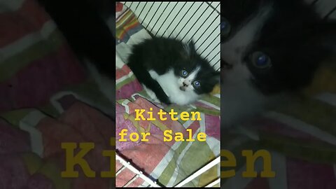 Kittens for sale #persian #kitten #location #multan